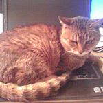 cat　on the pc
